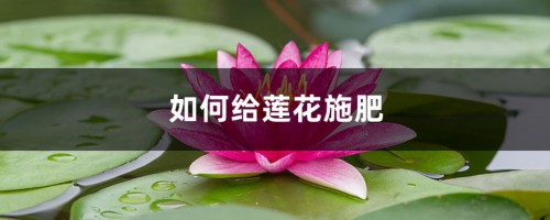 莲花施肥方法，用什么肥好