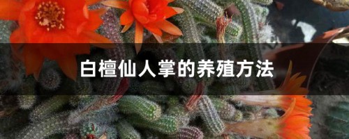 白檀仙人掌的养殖方法和注意事项