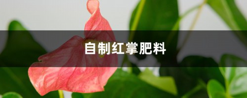 自制红掌肥料